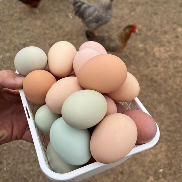 Відгук EggBoost