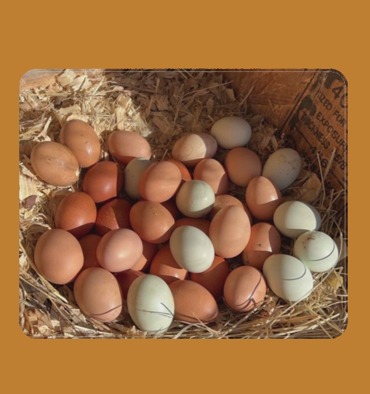Результат EggBoost